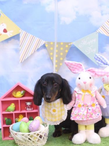 20240305リリィーちゃん